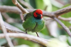 Erythrura pealii