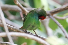 Erythrura pealii