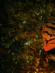 Sebastes nigrocinctus