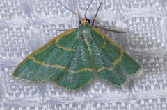 Chlorochlamys appellaria