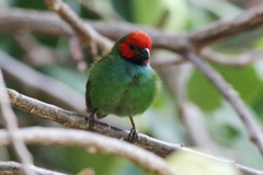 Erythrura pealii