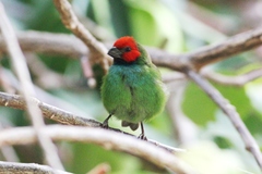 Erythrura pealii