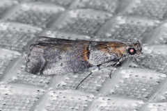 Acrobasis comptella