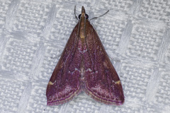 Pyrausta atropurpuralis