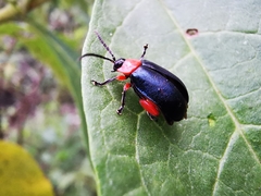 Asphaera abdominalis