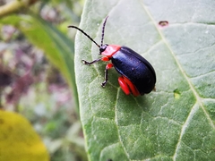 Asphaera abdominalis