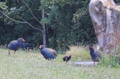 Porphyrio hochstetteri