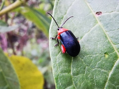 Asphaera abdominalis