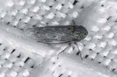 Deltocephalini
