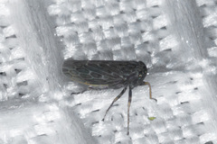 Deltocephalini