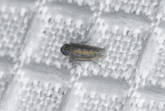 Deltocephalini