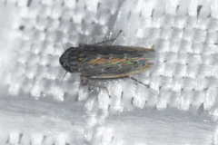 Deltocephalini
