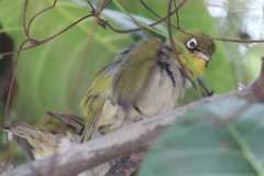 Zosterops lateralis flaviceps