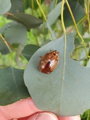 Paropsisterna intacta