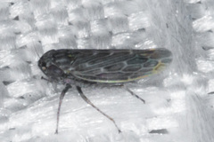 Deltocephalini