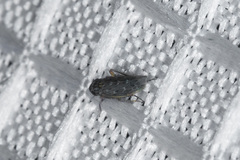Deltocephalini