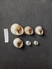 Helix nucula