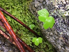 Ranunculus eschscholtzii