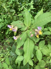 Impatiens bicolor