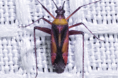 Phytocoris roseus
