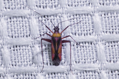 Phytocoris roseus