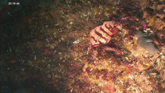 Sebastes nigrocinctus