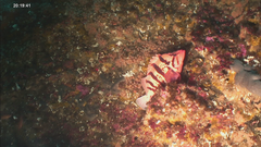 Sebastes nigrocinctus