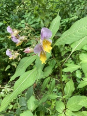 Impatiens bicolor