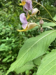 Impatiens bicolor