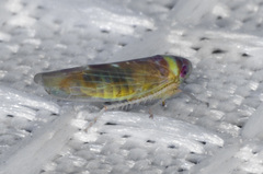 Colladonus montanus reductus