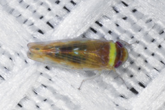 Colladonus montanus reductus