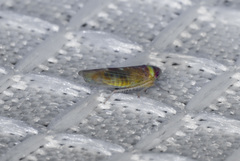 Colladonus montanus reductus