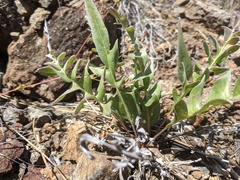 Balsamorhiza sericea