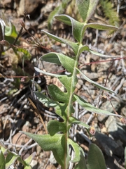 Balsamorhiza sericea