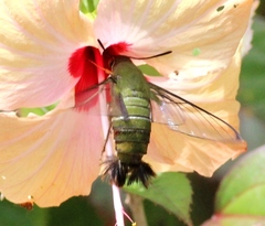 Cephonodes armatus armatus