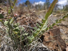 Balsamorhiza sericea