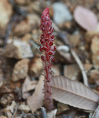 Allotropa virgata