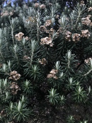 Linochilus rosmarinifolius