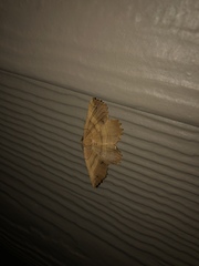 Euchlaena johnsonaria