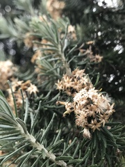 Linochilus rosmarinifolius