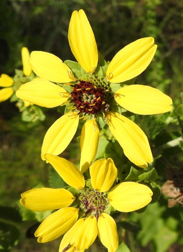 Image of Berlandiera betonicifolia by (c) saltyhiker, some rights reserved (CC BY)