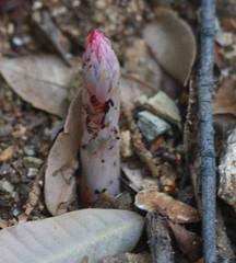 Allotropa virgata