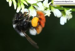 Bombus pyrosoma