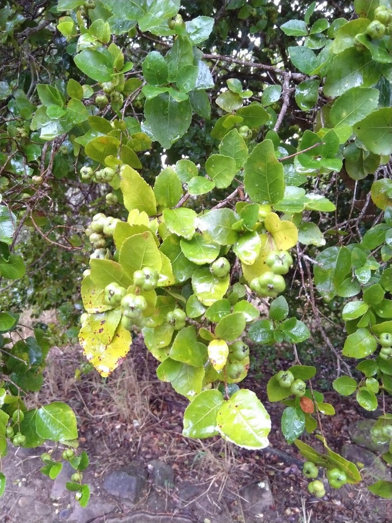Dissiliaria muelleri