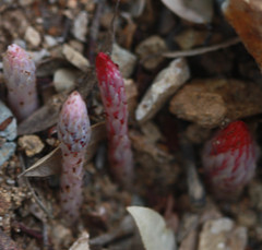 Allotropa virgata