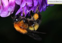 Bombus opulentus