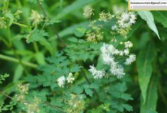 Thalictrum petaloideum