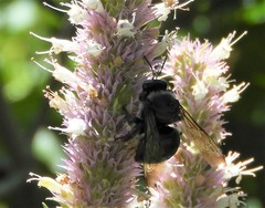 Xylocopa californica californica
