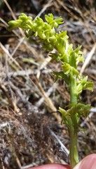 Platanthera michaelii