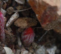 Allotropa virgata